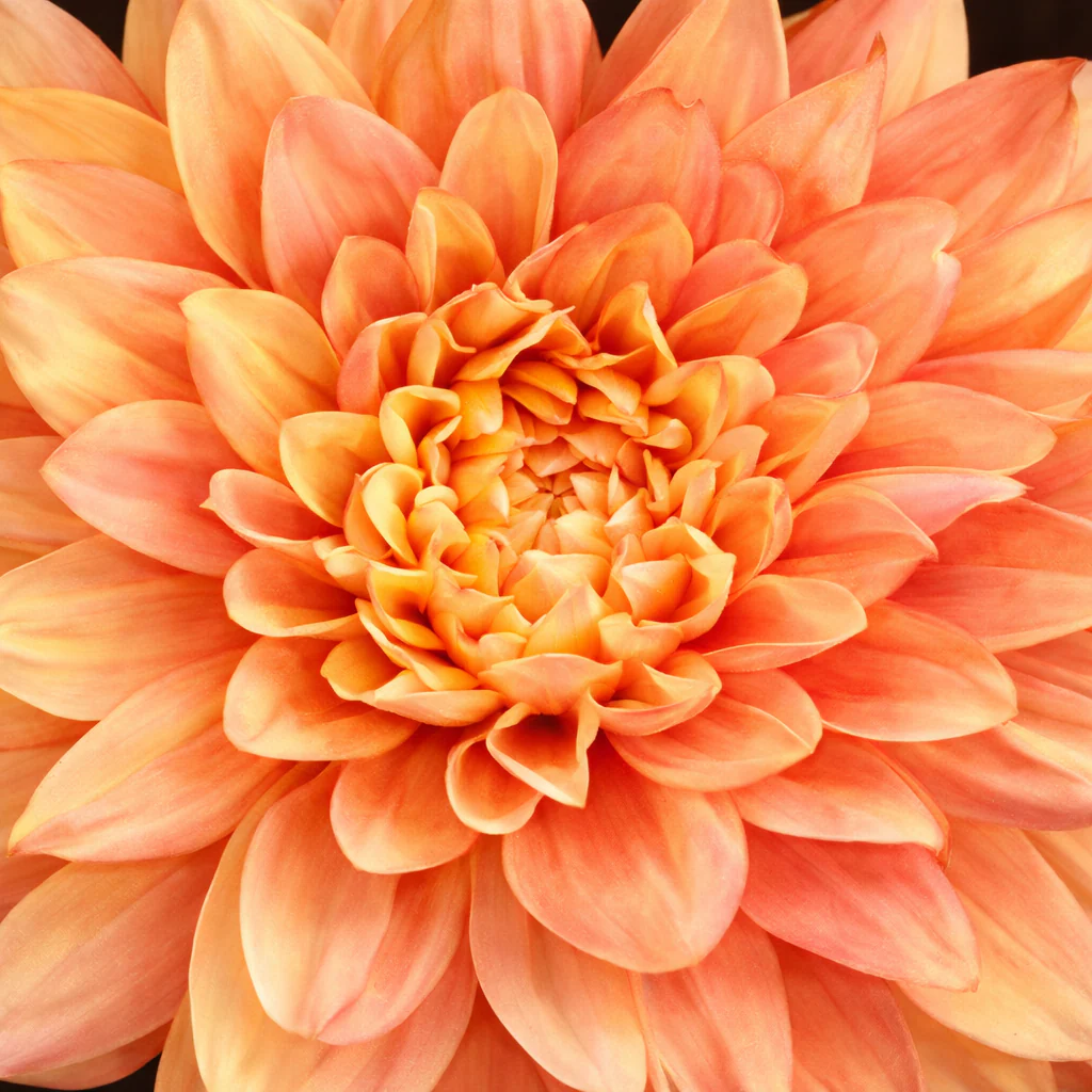 Tige de Dahlia Premium 70 cm - Image 3