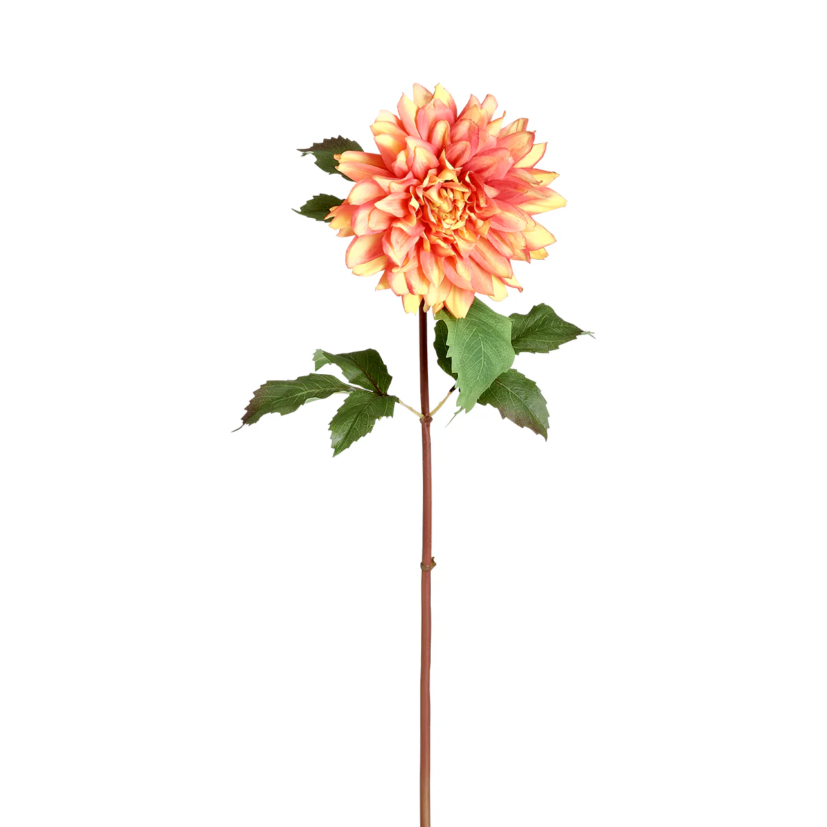 Tige de Dahlia Premium 70 cm - Image 5