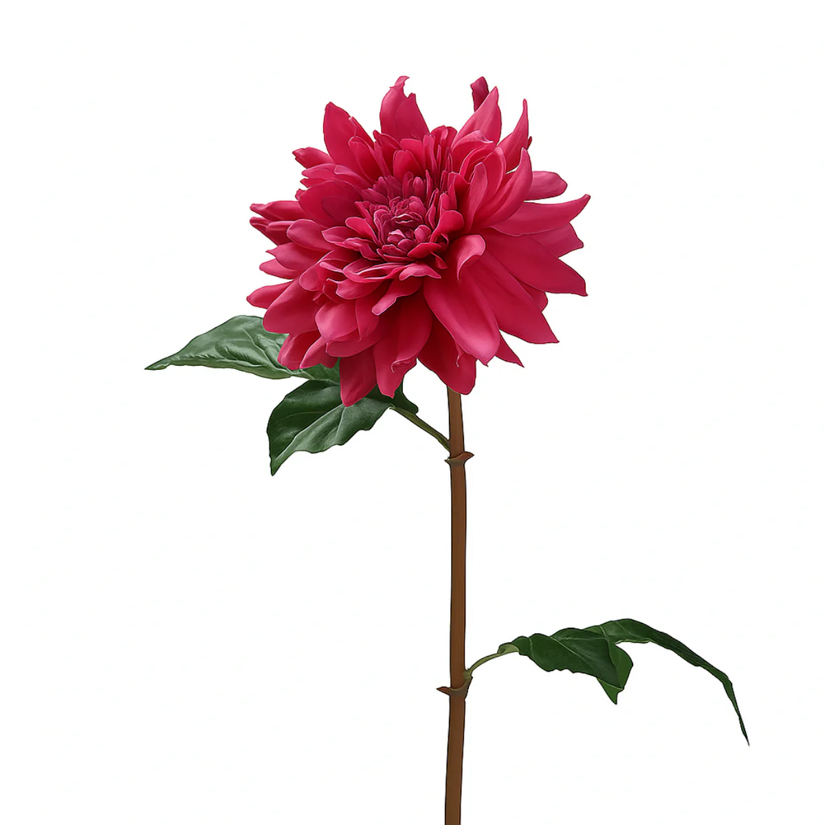 Tige de Dahlia Premium 50cm - Image 14