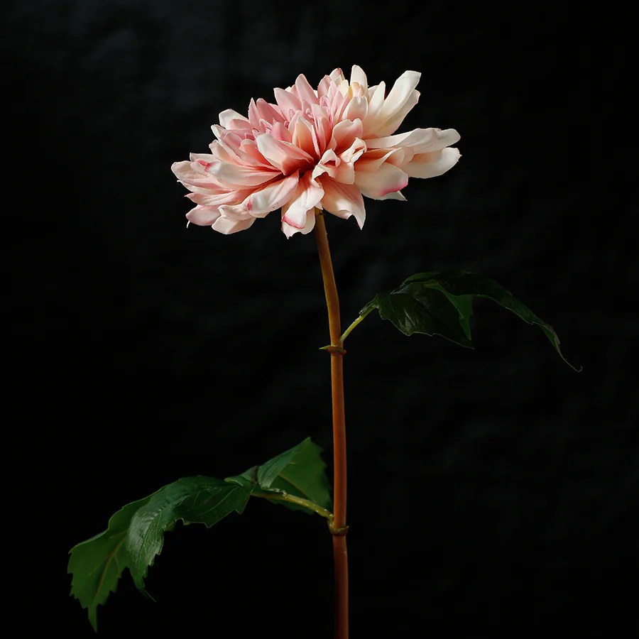 Tige de Dahlia Premium 50cm - Image 3