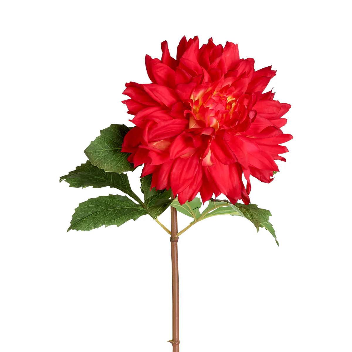 Tige de Dahlia Premium 70 cm - Image 6