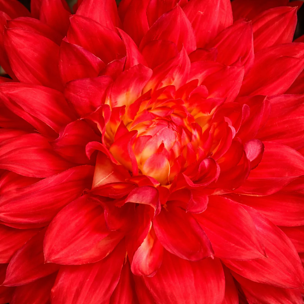 Tige de Dahlia Premium 70 cm - Image 8