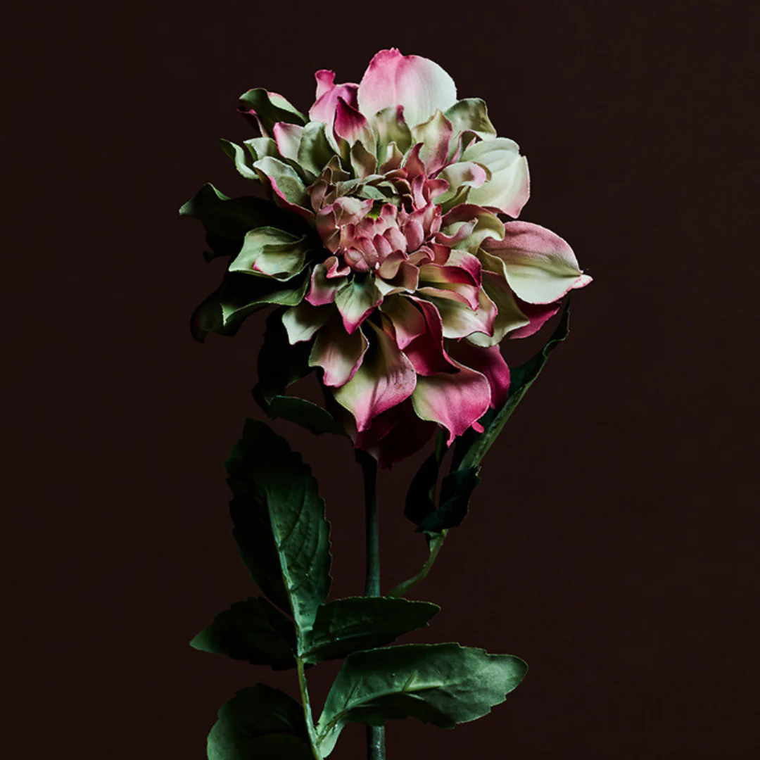 Tige de Dahlia Waterlily - Image 4