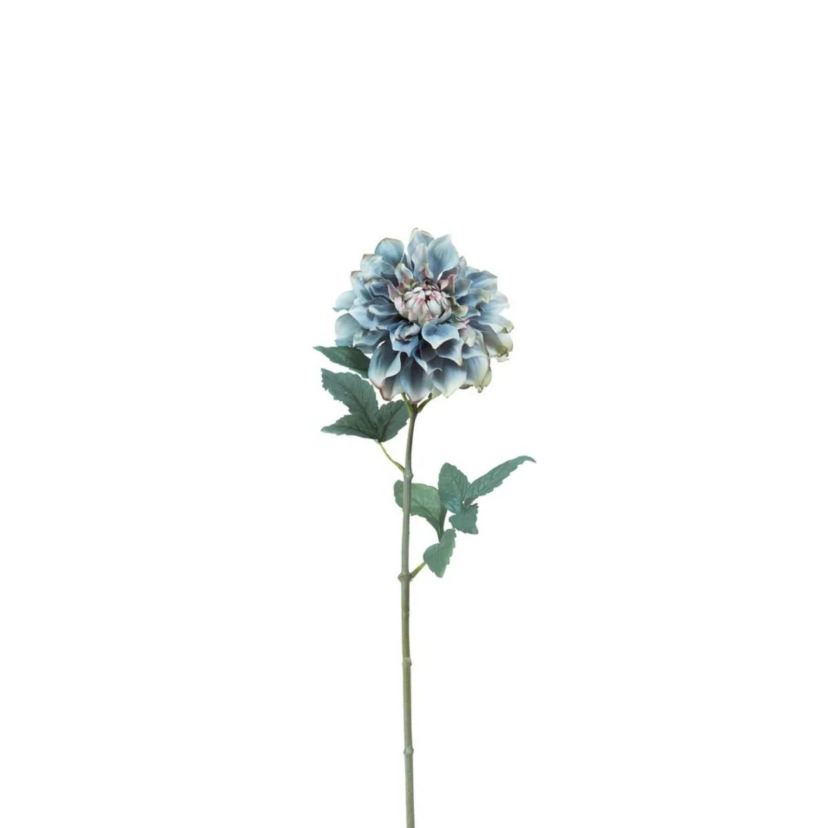 Tige de Dahlia Waterlily - Image 5