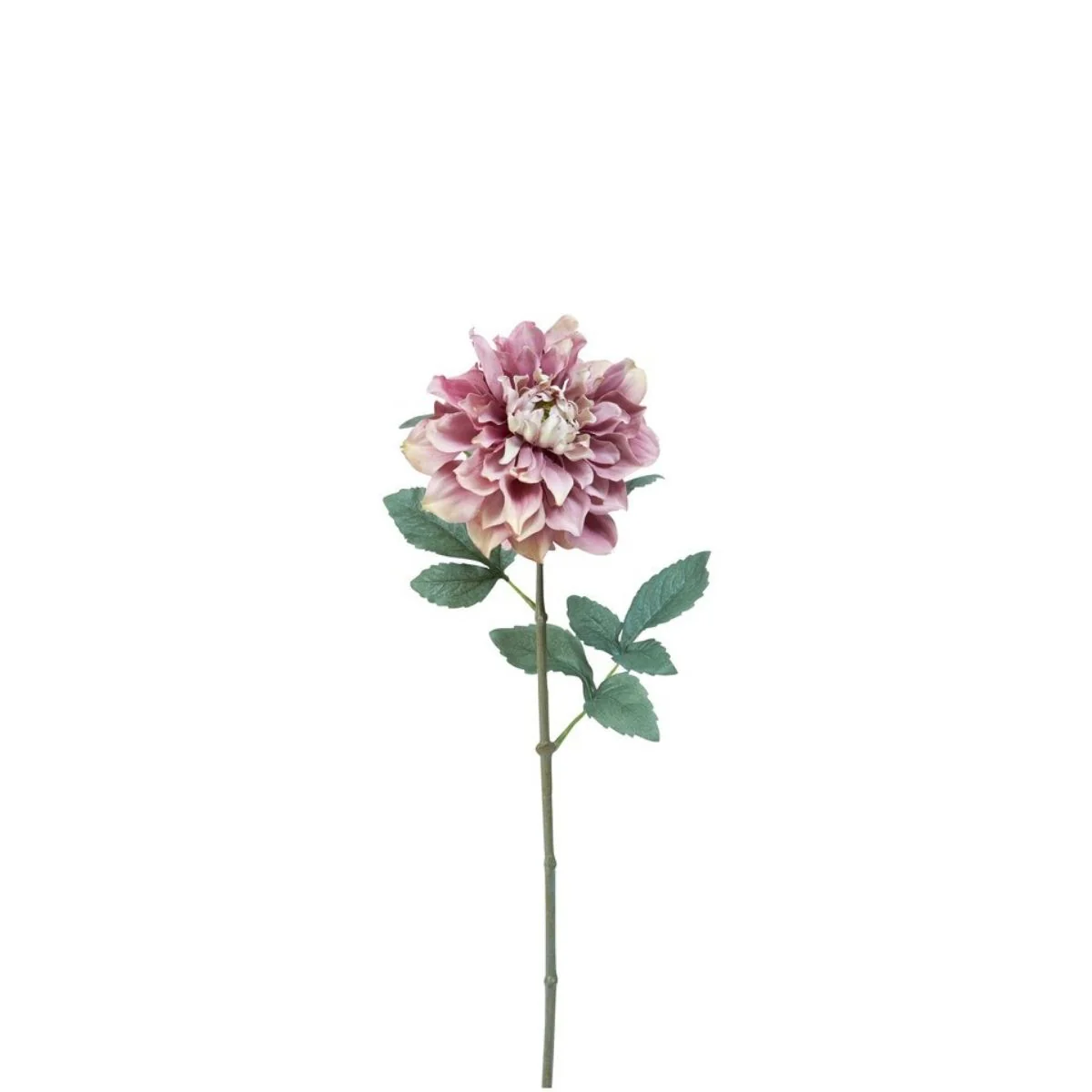Tige de Dahlia Waterlily - Image 8