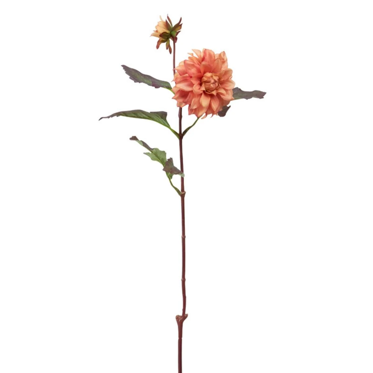 Tige de Dahlia Waterlily - Image 3