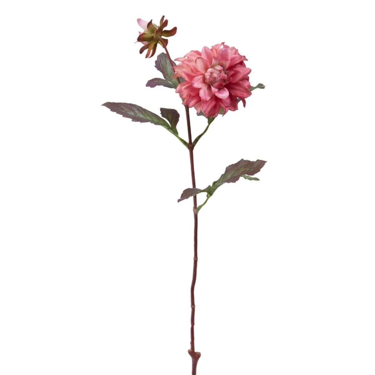 Tige de Dahlia Waterlily - Image 5