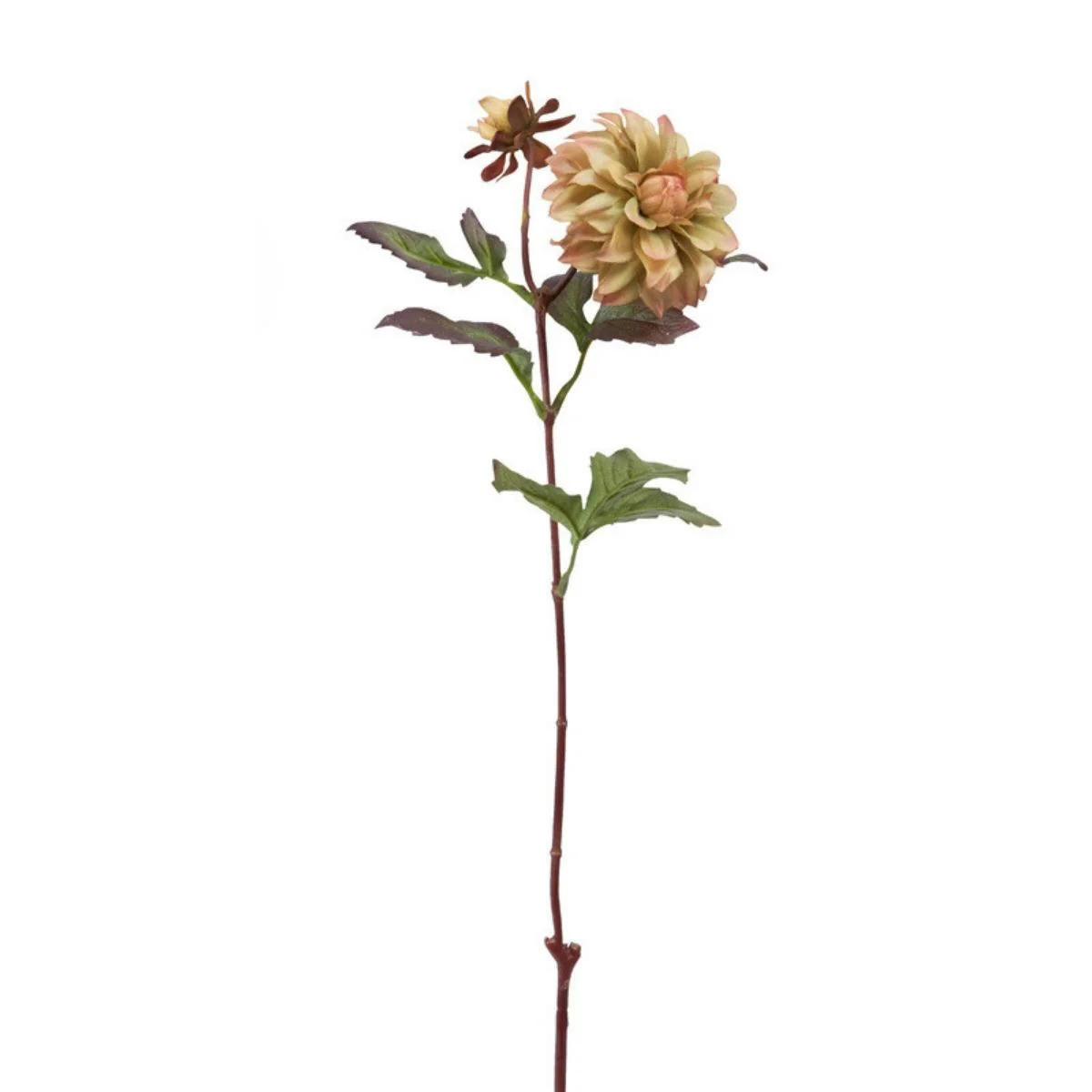 Tige de Dahlia Waterlily - Image 7