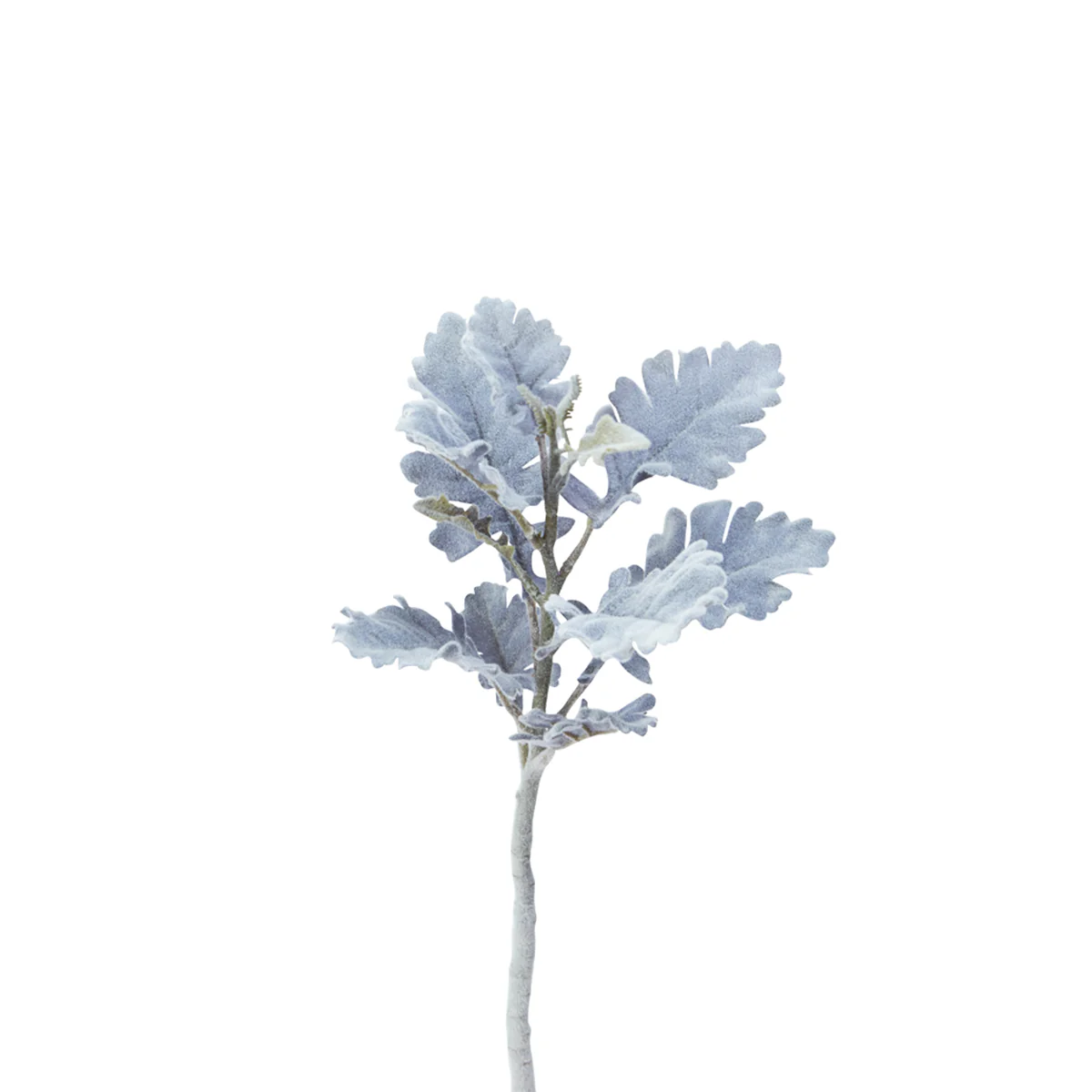 Feuillage Dusty Miller