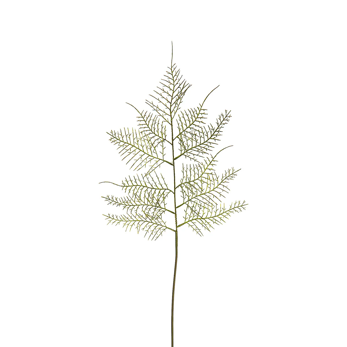 Feuillage d'Asparagus