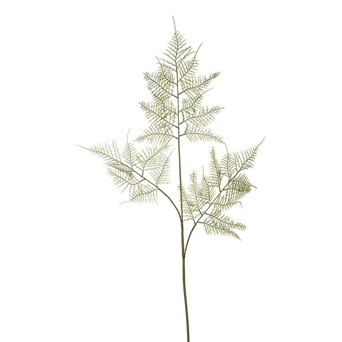 Feuillage d'Asparagus