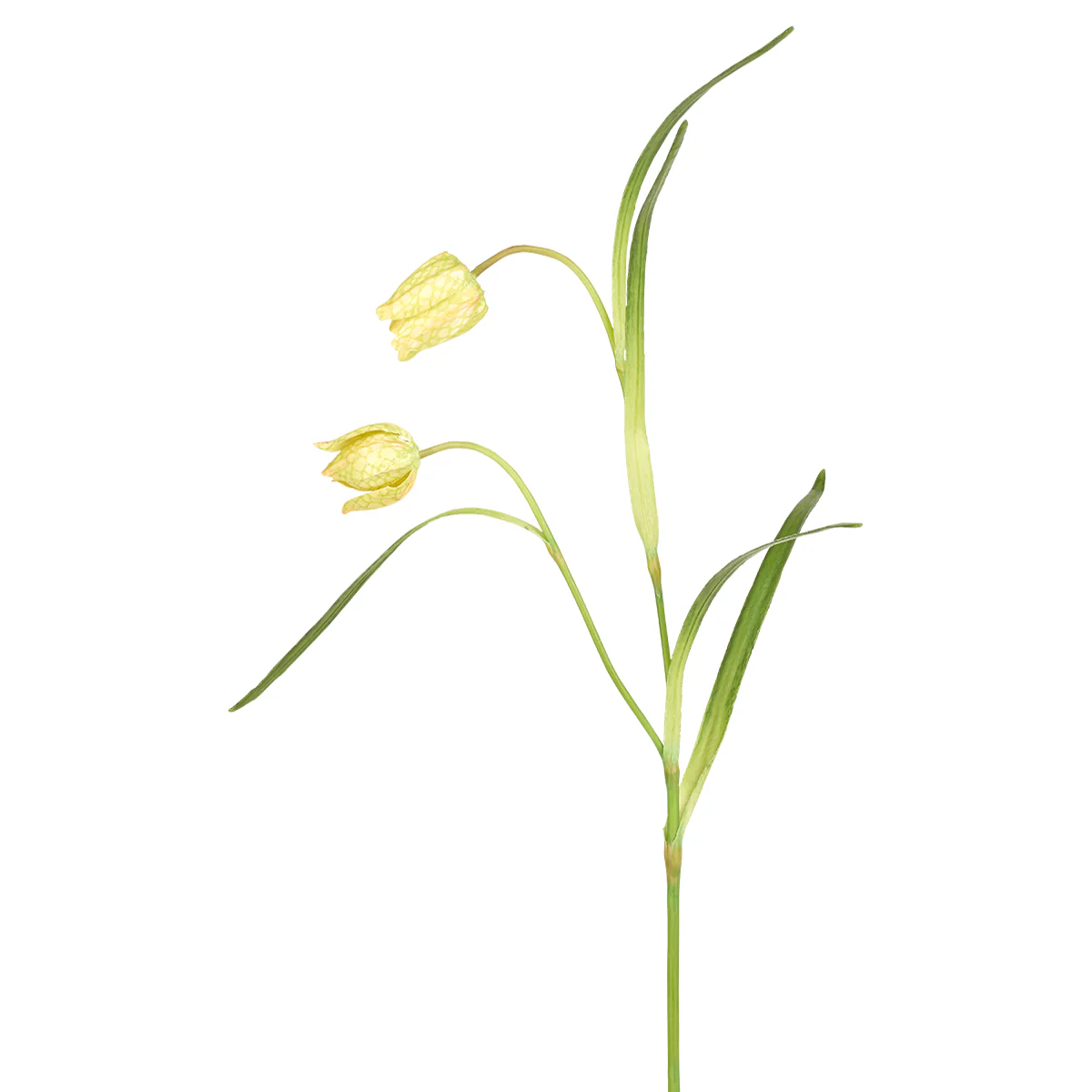 Tige de Fritillaria Impériale - Image 3