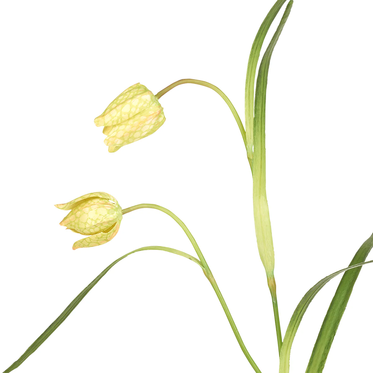 Tige de Fritillaria Impériale - Image 4