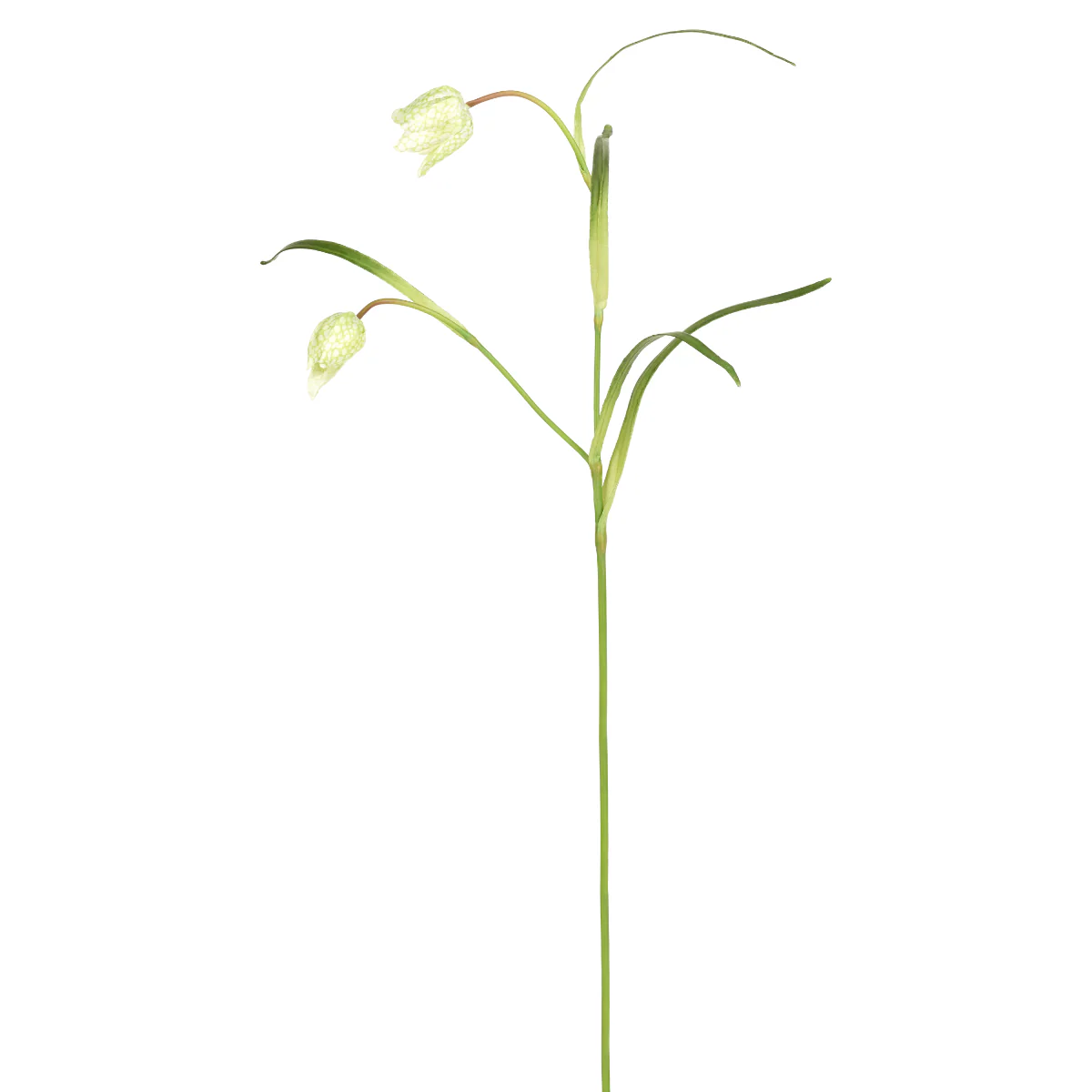 Tige de Fritillaria Impériale - Image 7