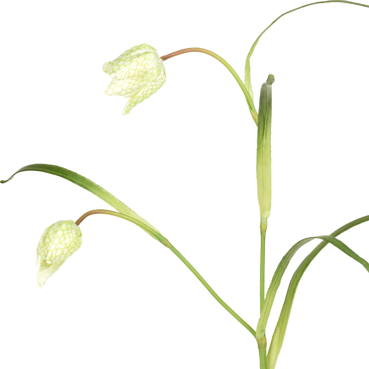 Tige de Fritillaria Impériale - Image 8