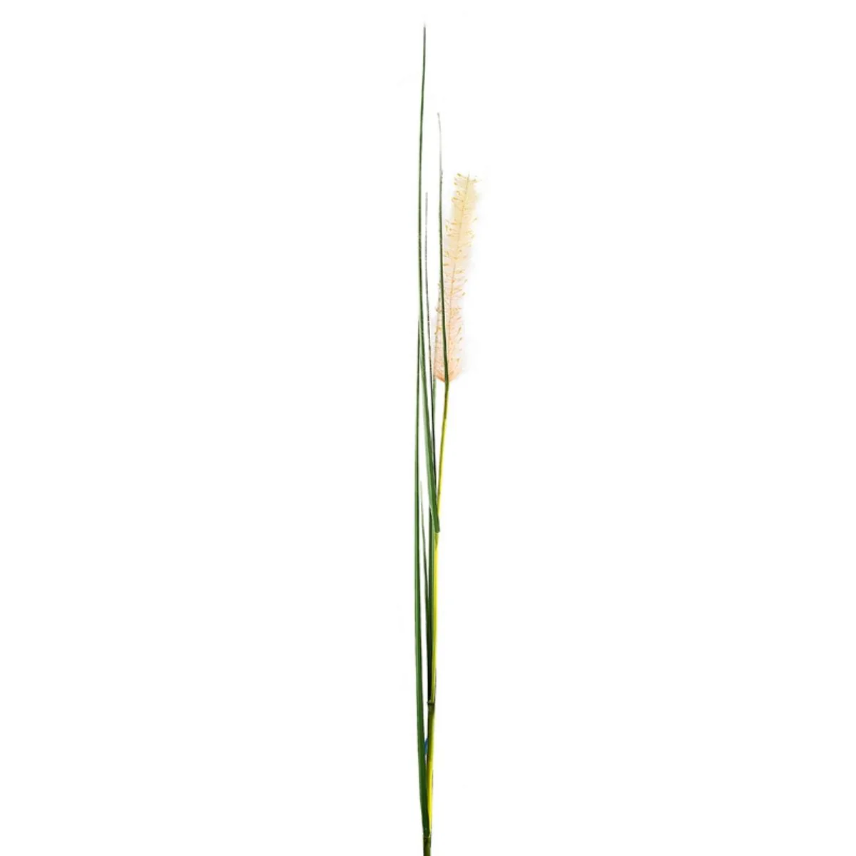 Tige de Graminée - Image 2