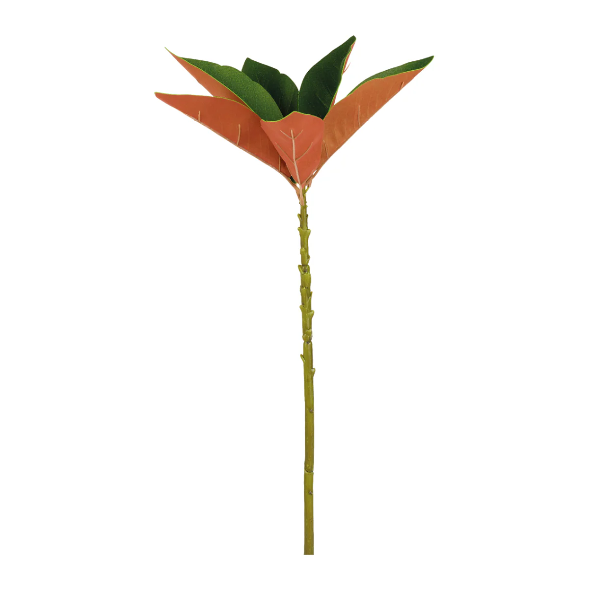 Feuillage de Magnolia Grandiflora