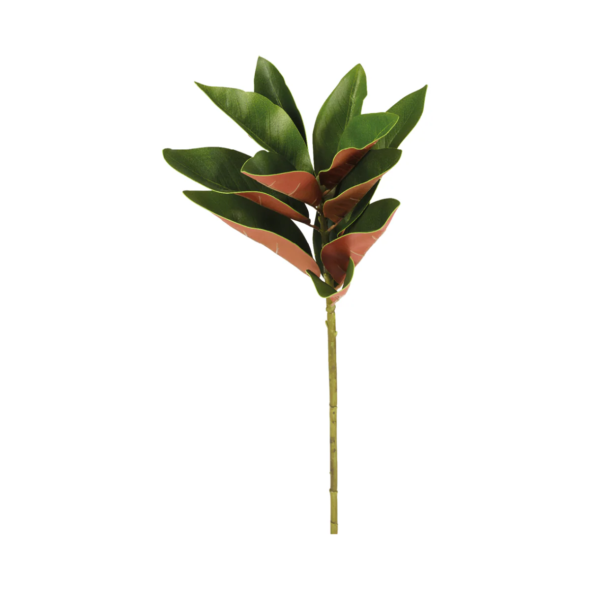 Feuillage de Magnolia Grandiflora