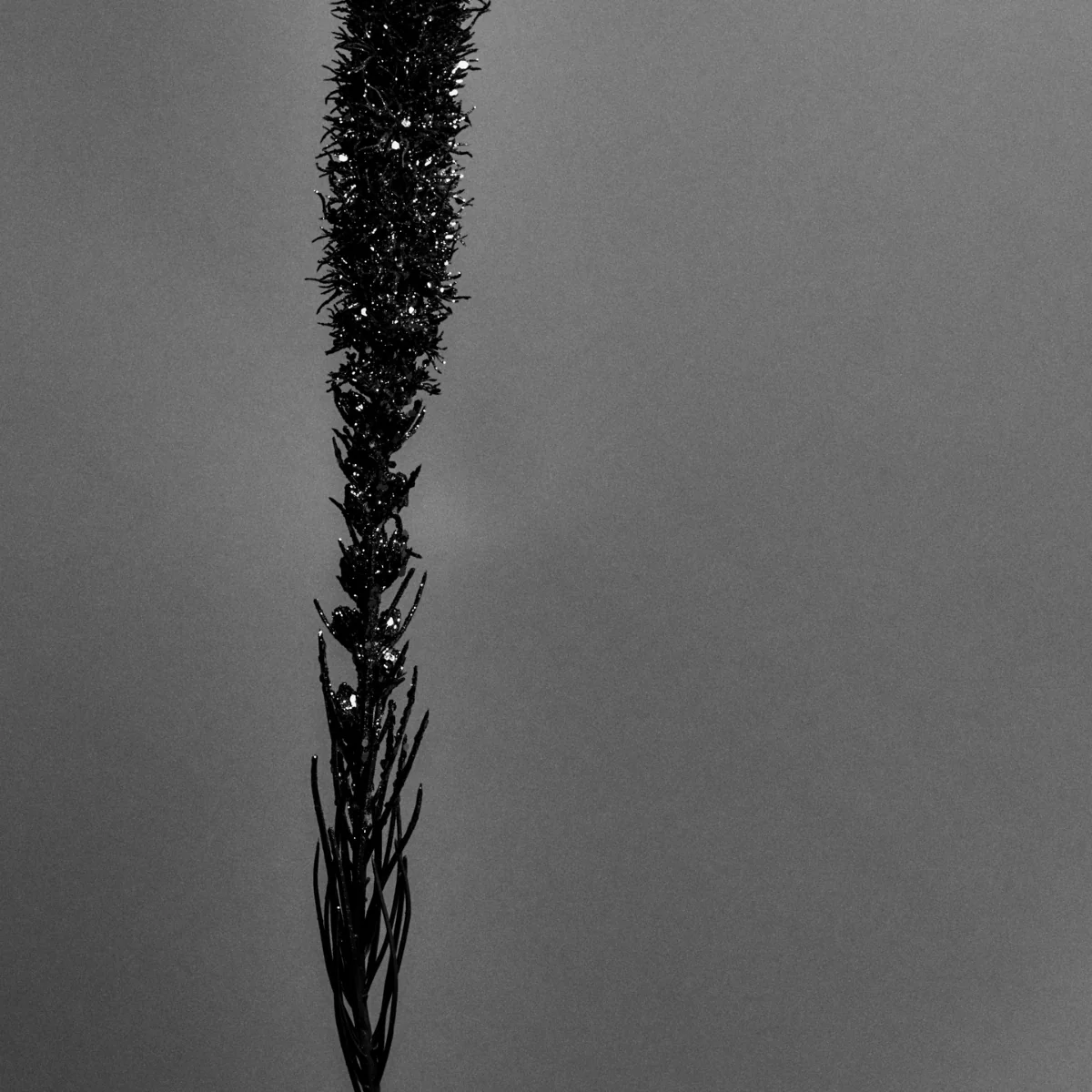 Tige de Liatris pailletée - Image 3