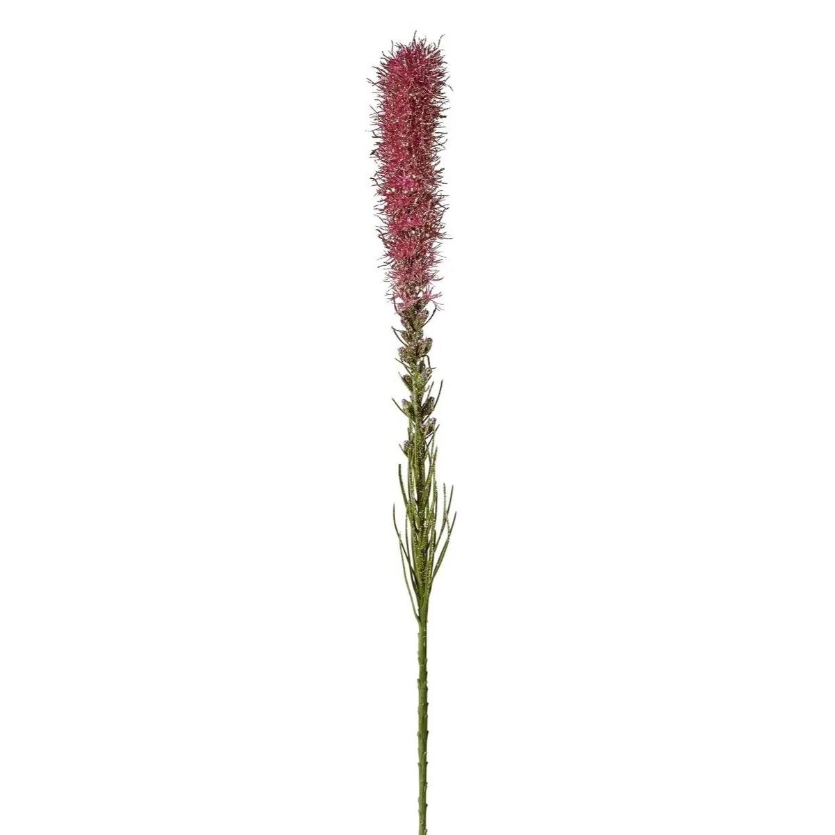 Tige de Liatris pailletée - Image 4
