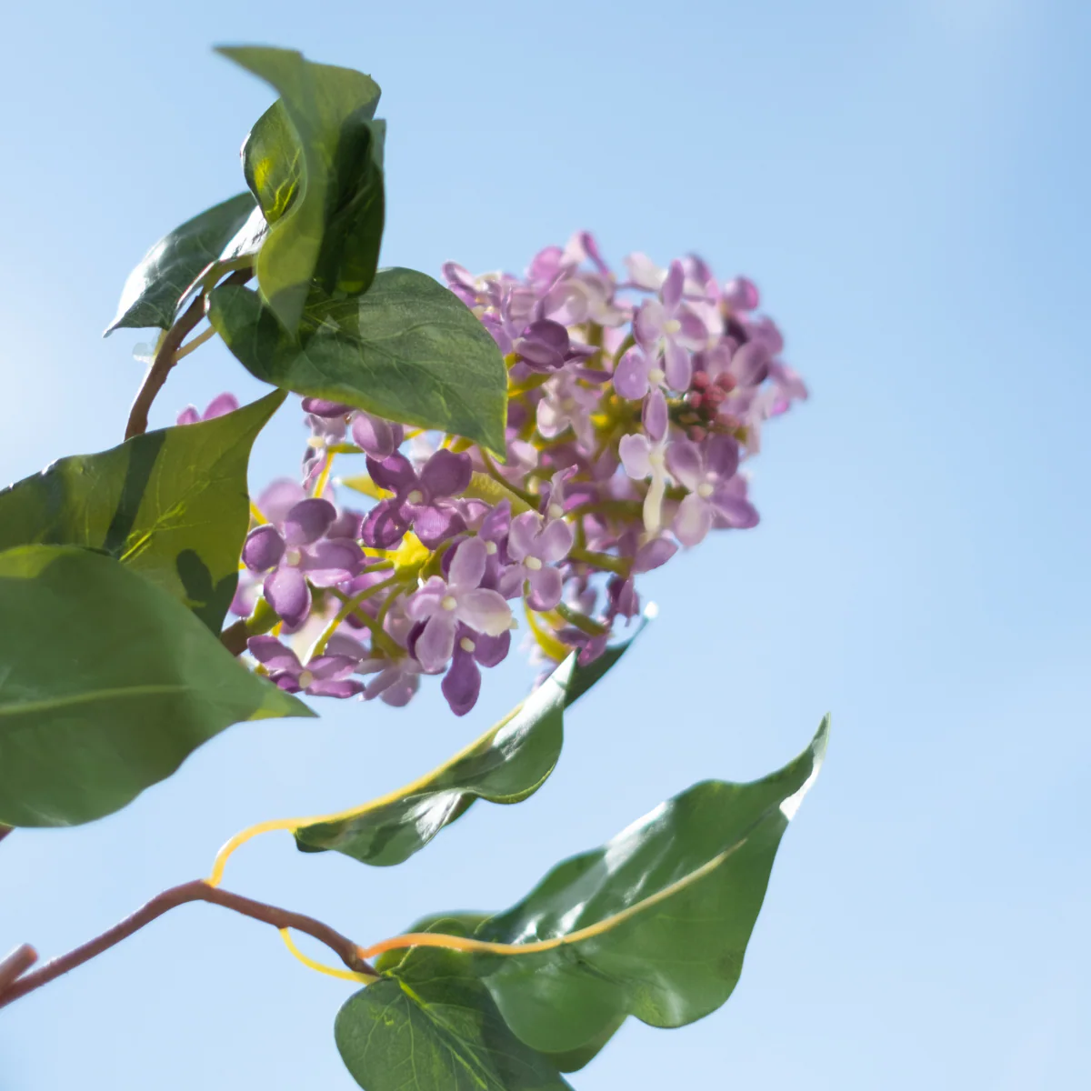 Tige de Lilas Petit Format - Image 4