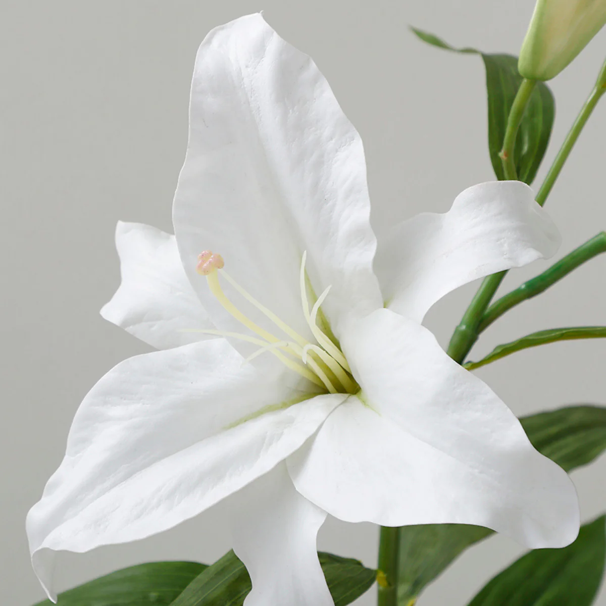 Tige de Lys Casablanca Premium 95 cm - Image 3