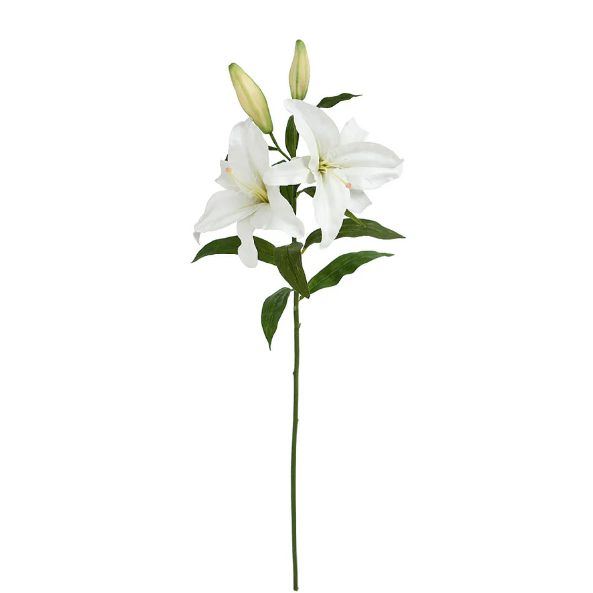 Tige de Lys Casablanca Premium 95 cm - Image 5