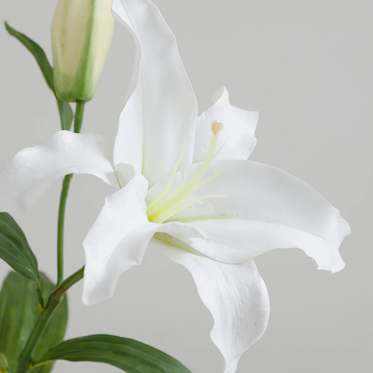 Tige de Lys Casablanca Premium 65 cm - Image 3