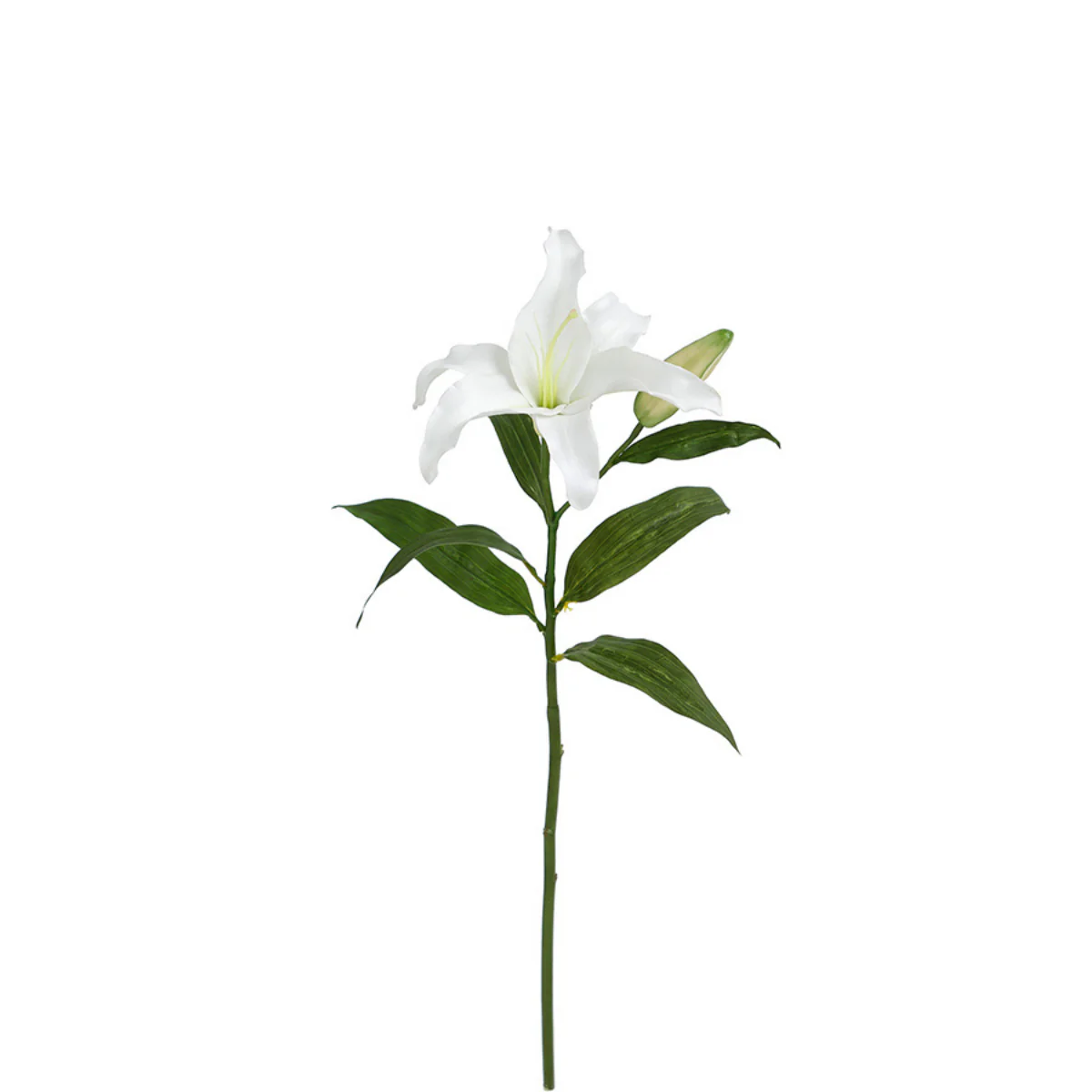 Tige de Lys Casablanca Premium 65 cm - Image 4
