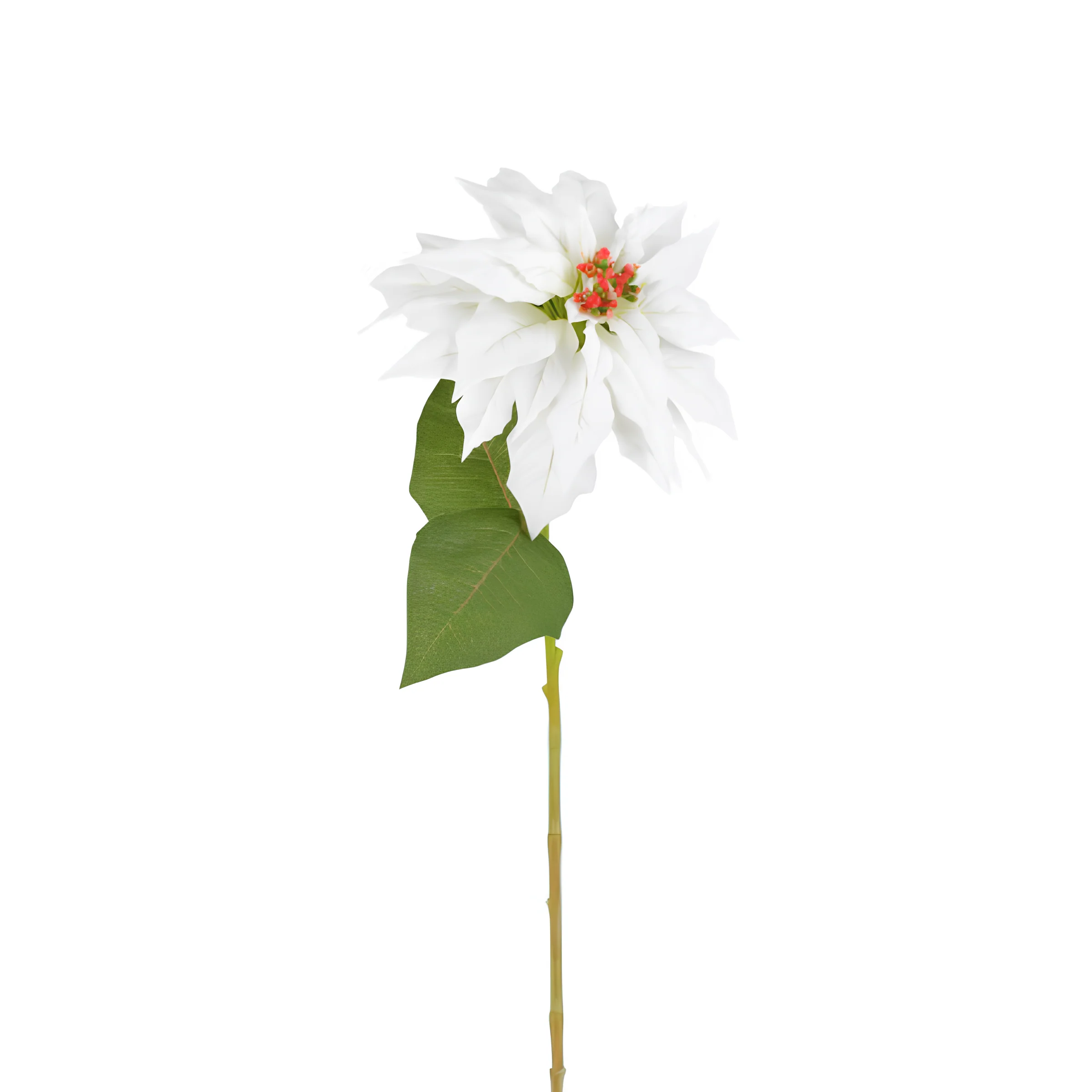 Tige de Poinsettia