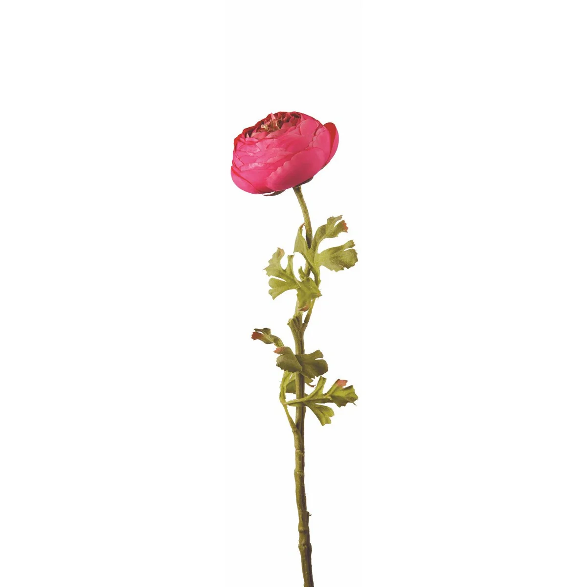 Tige de Renoncule Nora fermée - Image 4