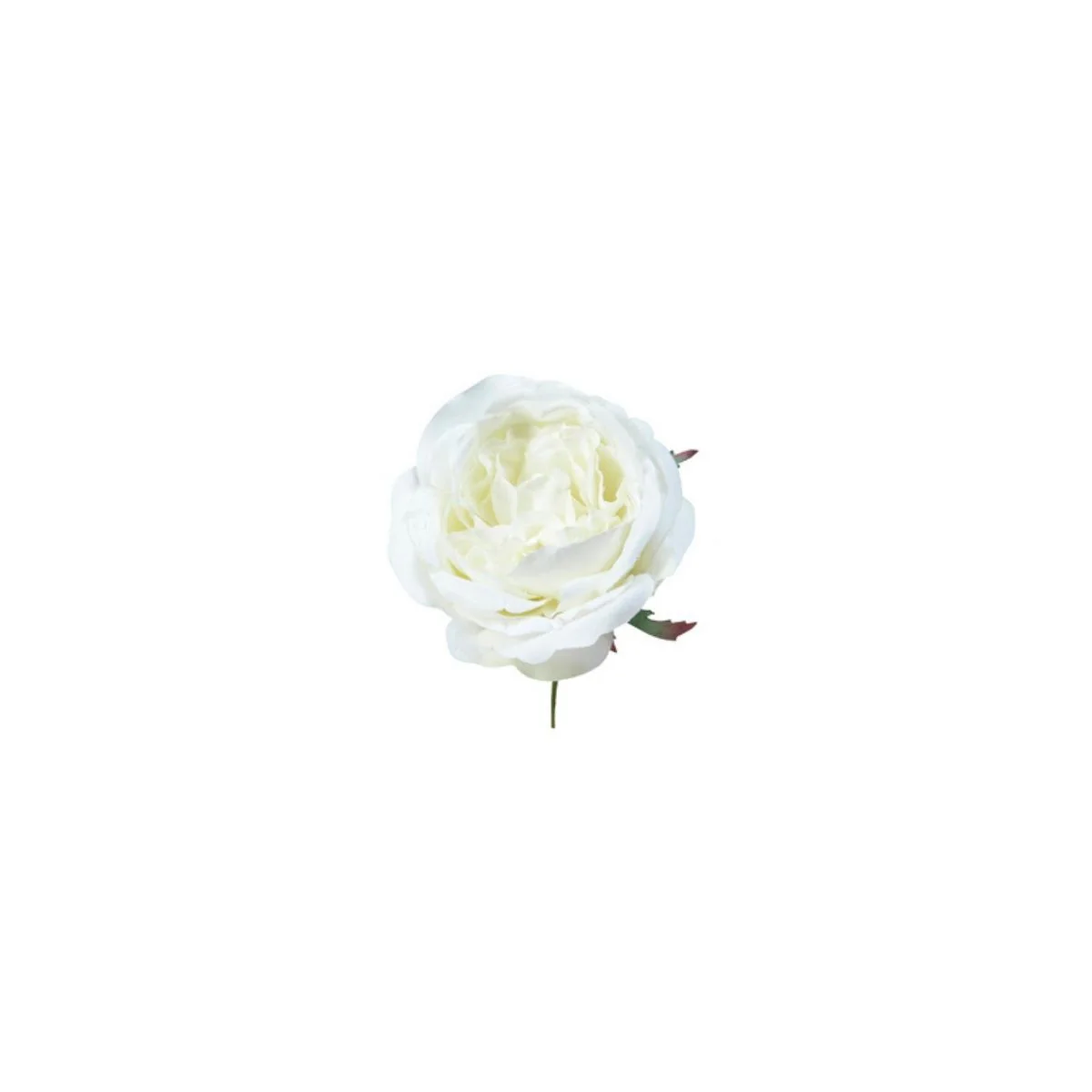 Tige de Rose à piquer - Image 4