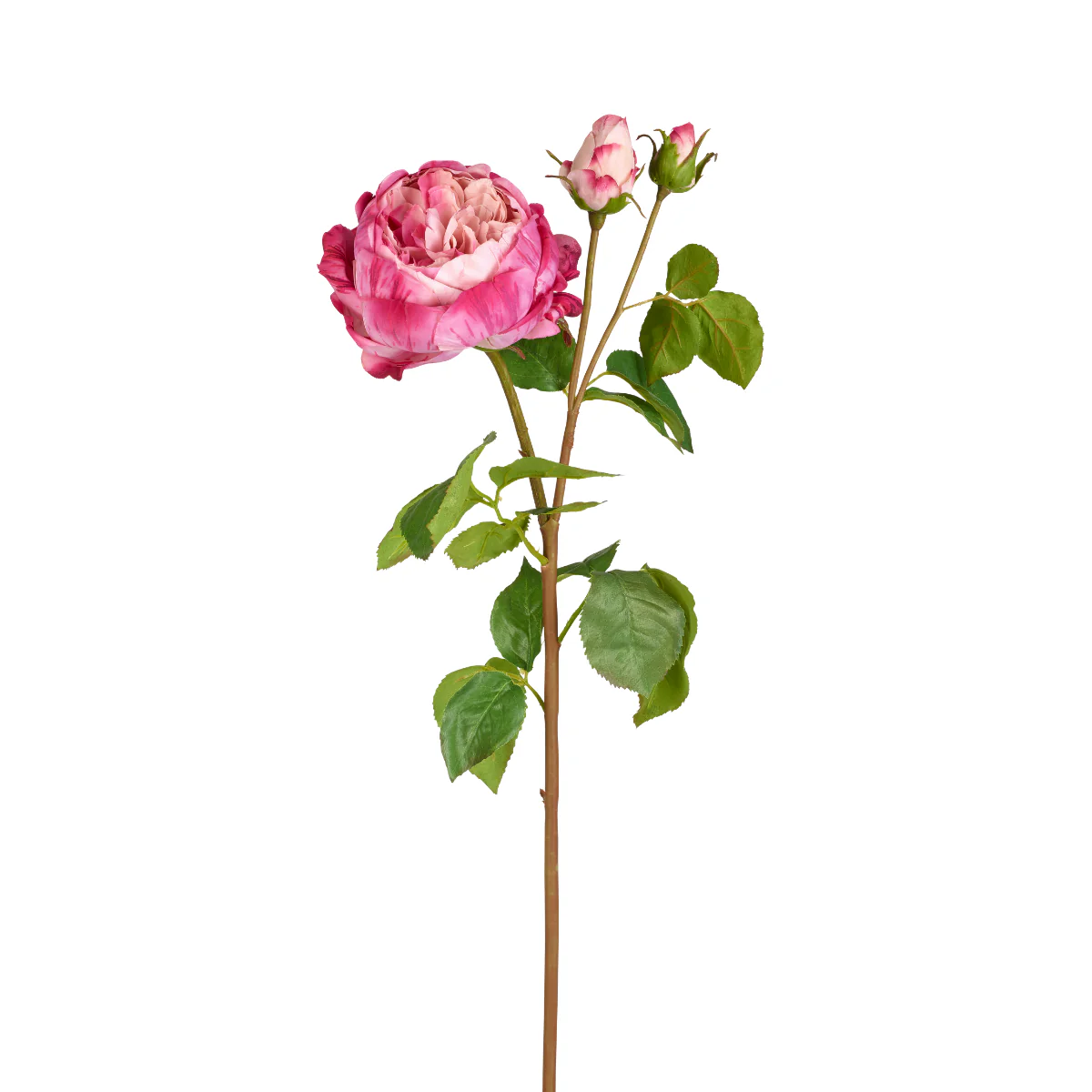 Tige de Rose David fermée - Image 11