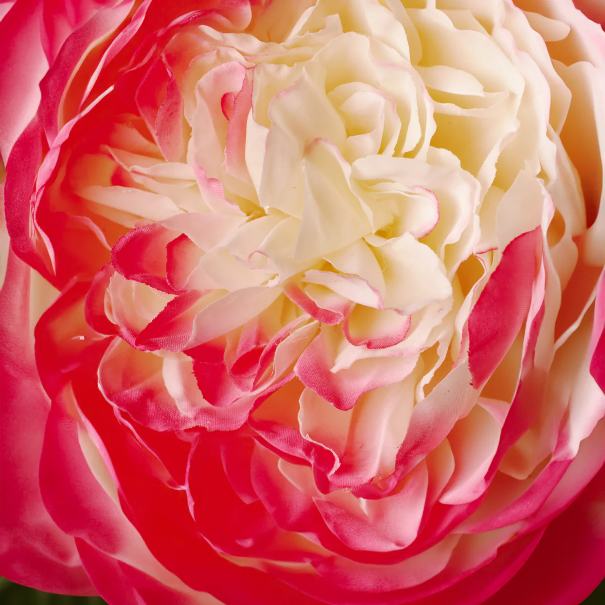 Tige de Rose David fermée - Image 14