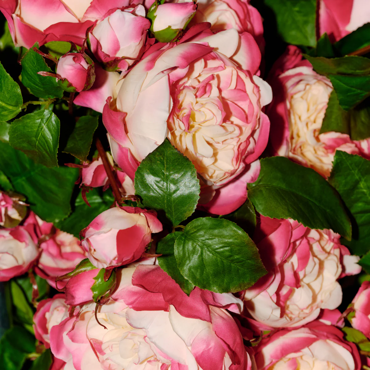 Tige de Rose David fermée - Image 15