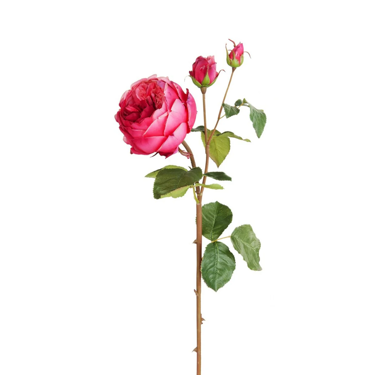 Tige de Rose David fermée - Image 17