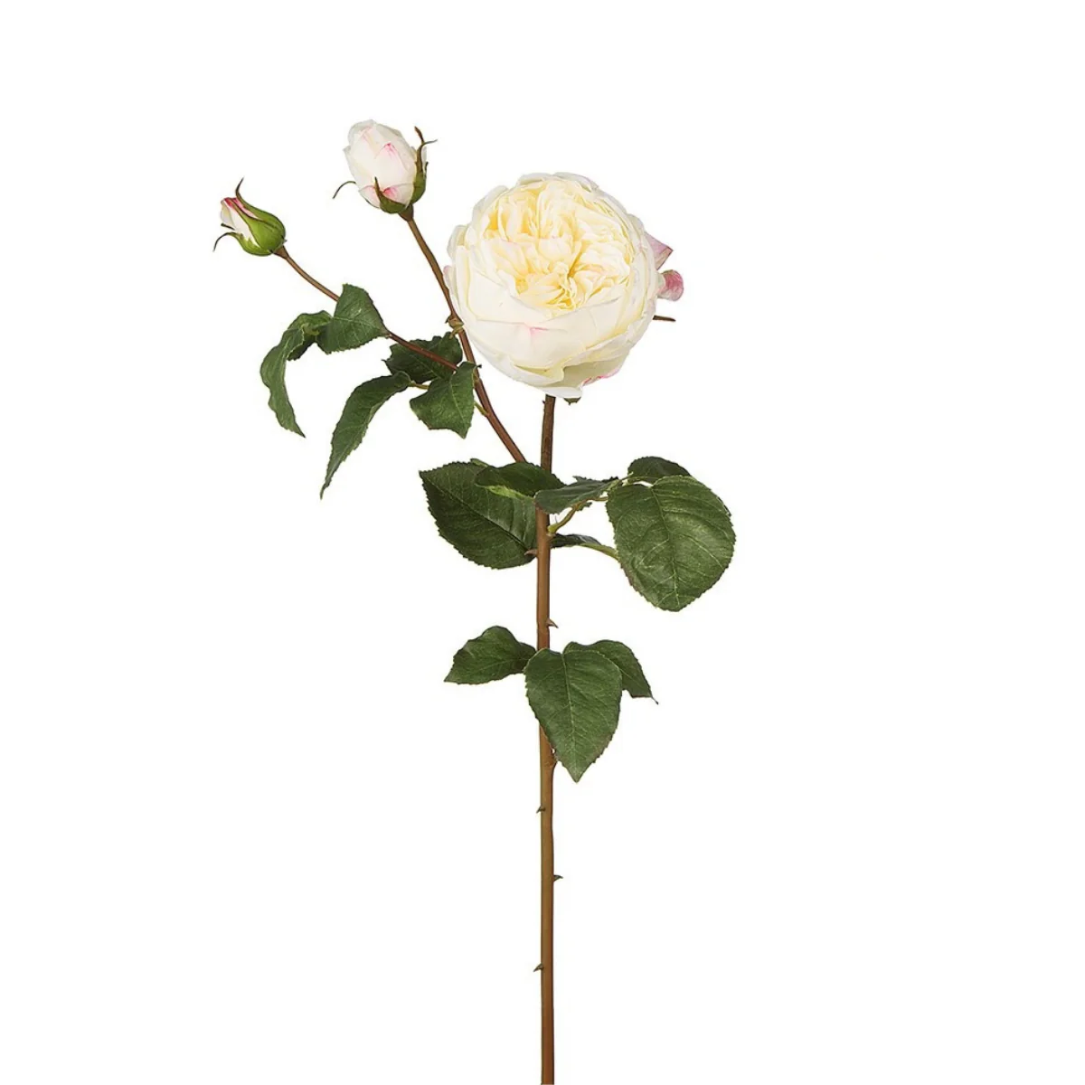 Tige de Rose David fermée - Image 18