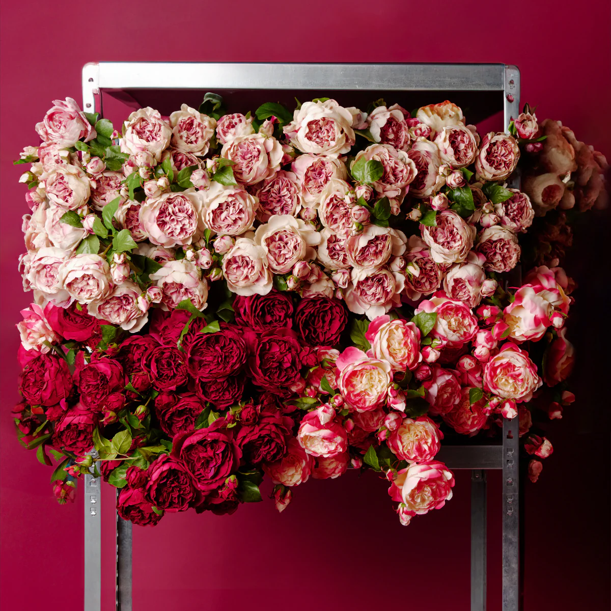 Tige de Rose David fermée - Image 19