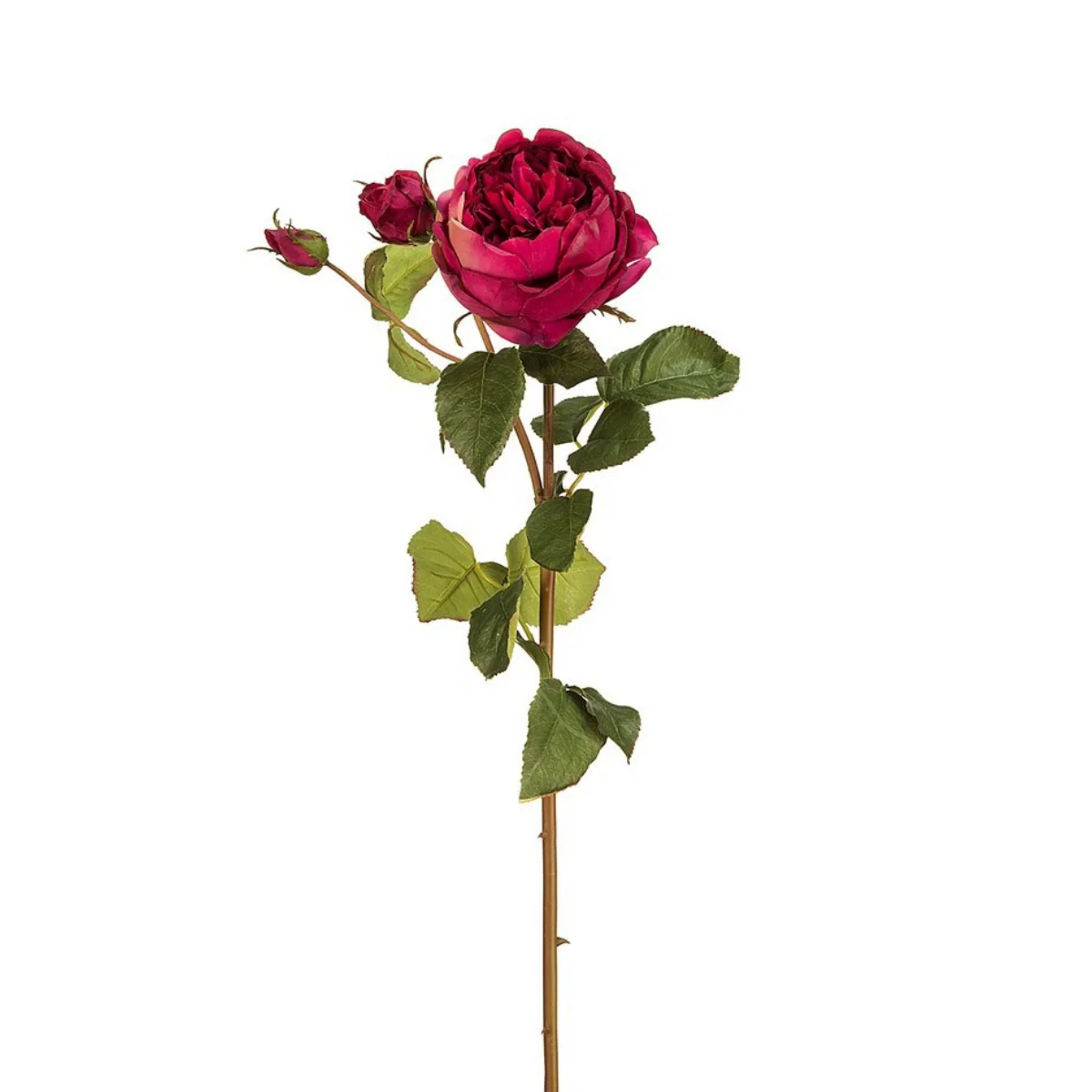 Tige de Rose David fermée - Image 20