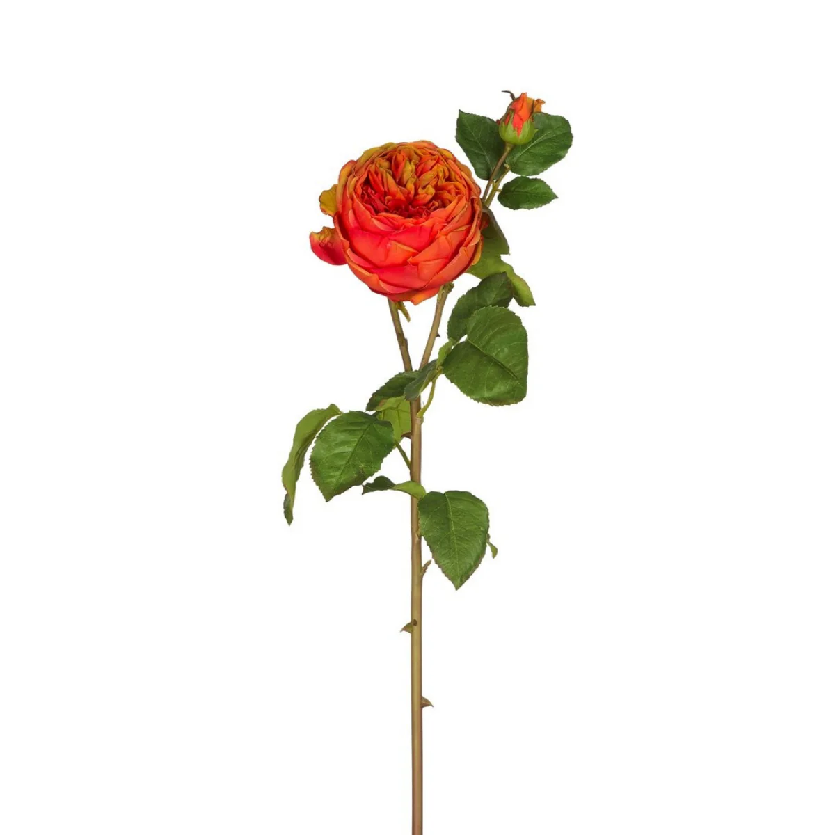 Tige de Rose David fermée - Image 5