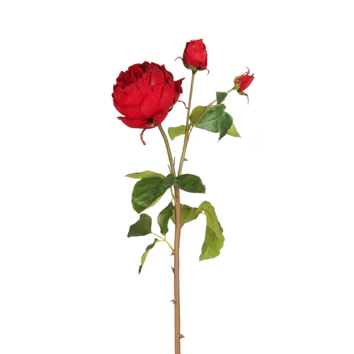 Tige de Rose David fermée - Image 7