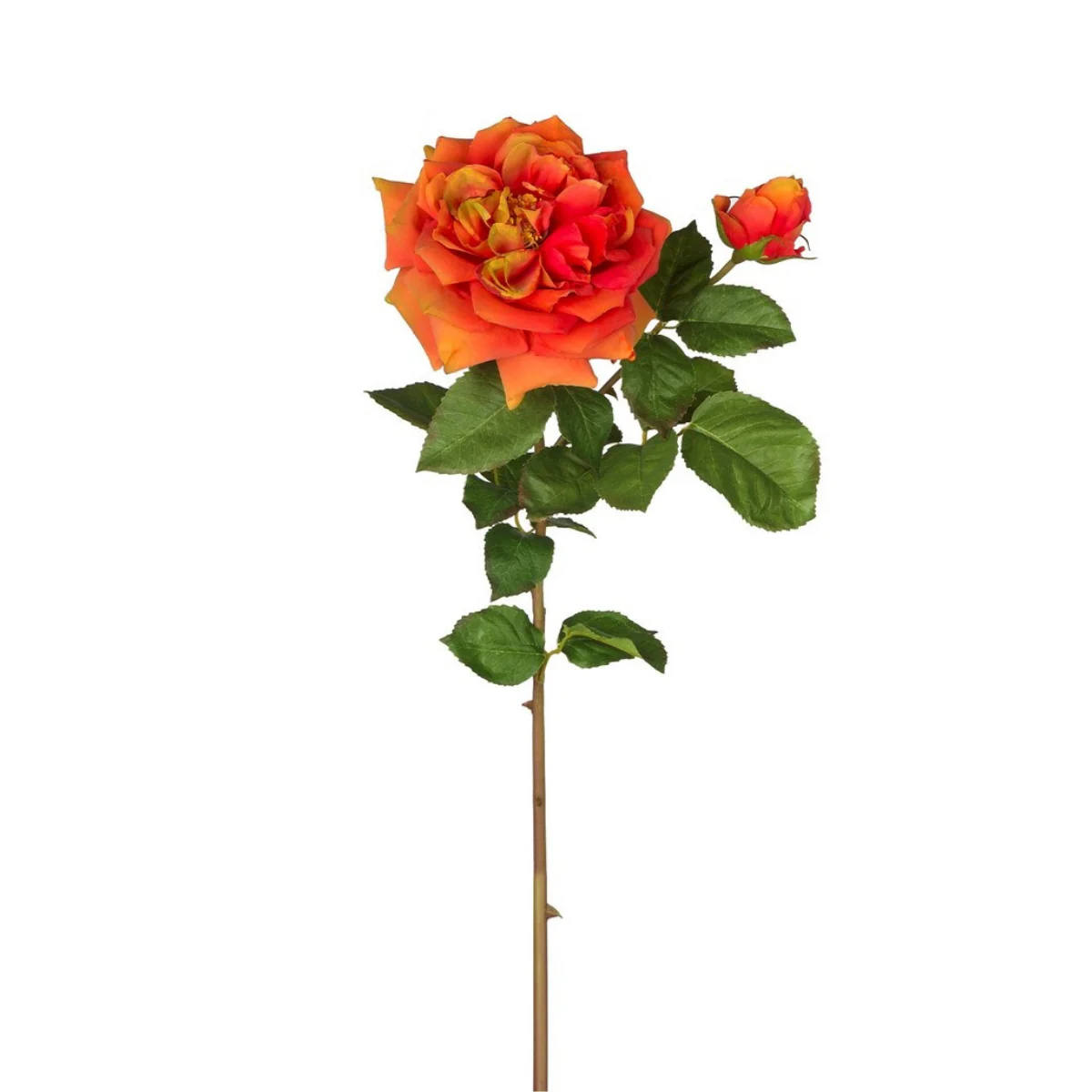 Tige de Rose David ouverte - Image 14
