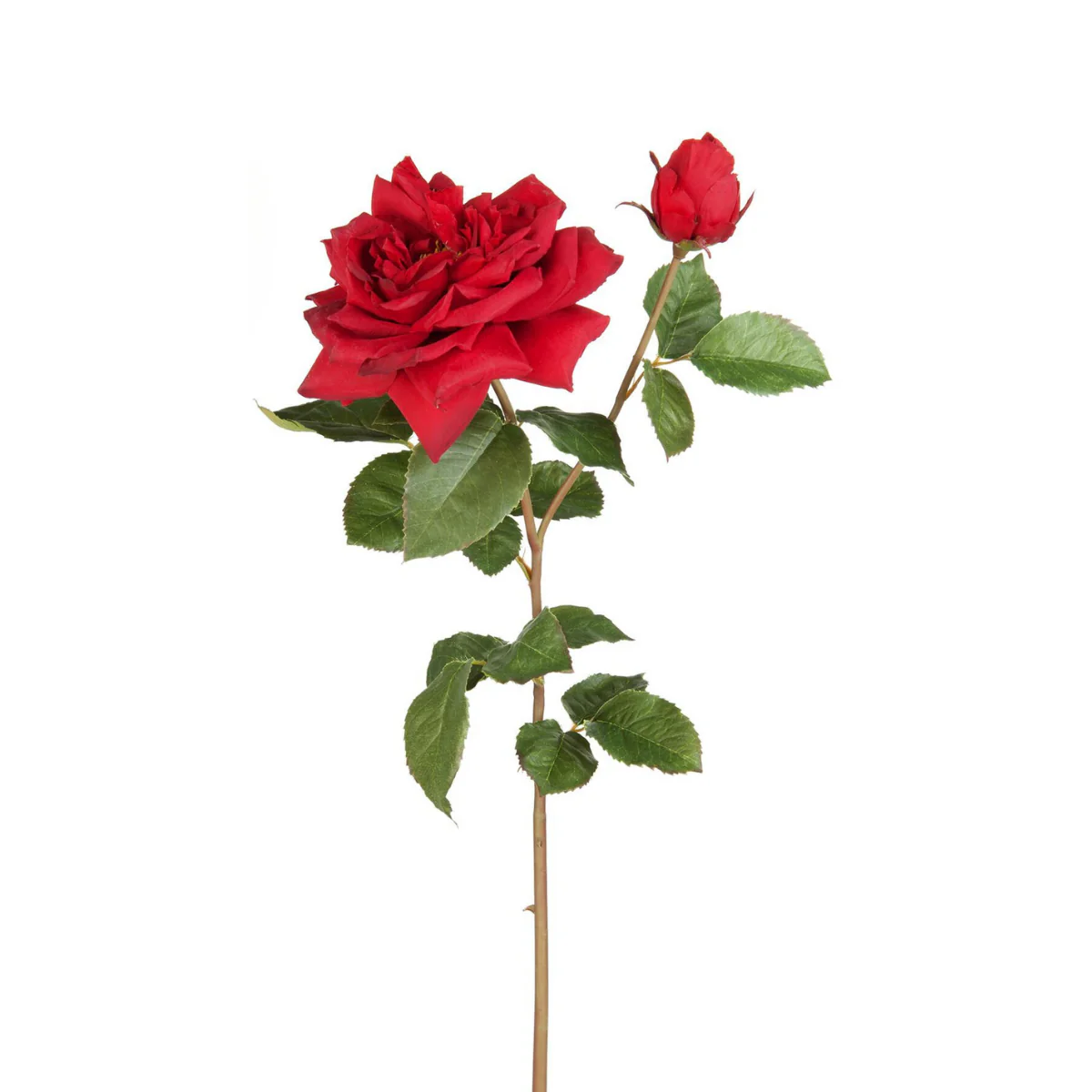 Tige de Rose David ouverte - Image 8