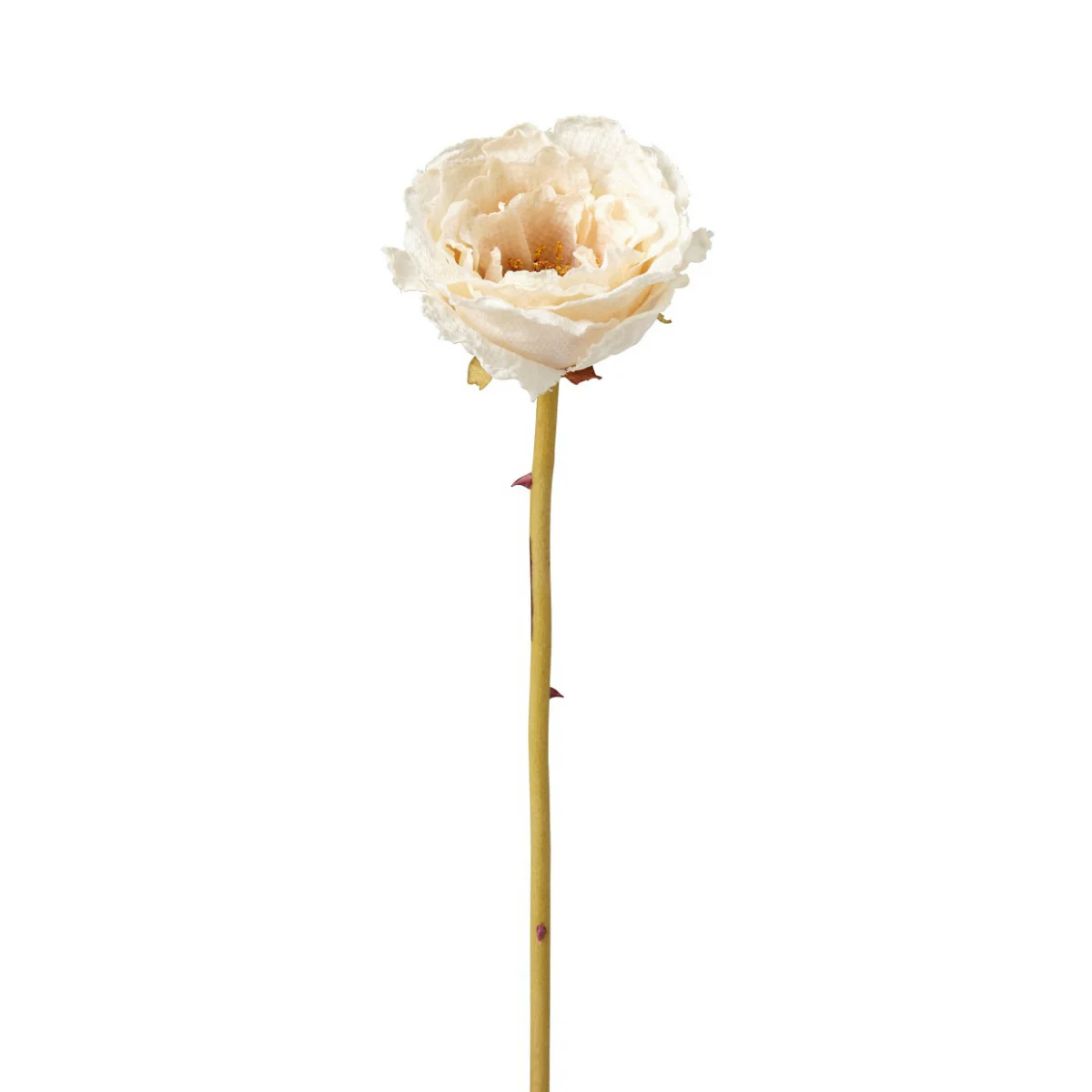 Tige de Rose Leslie fermée - Image 5