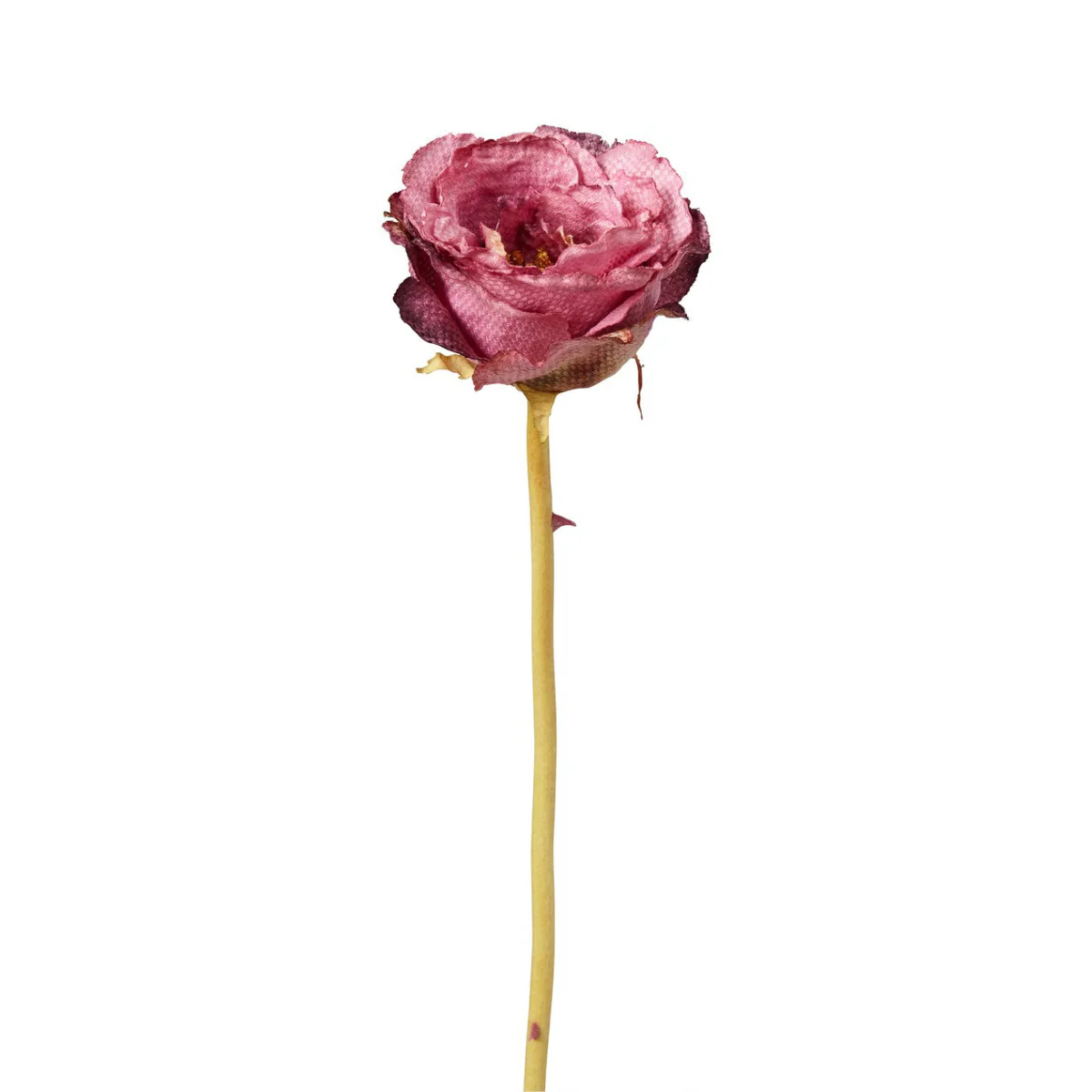 Tige de Rose Leslie fermée - Image 7