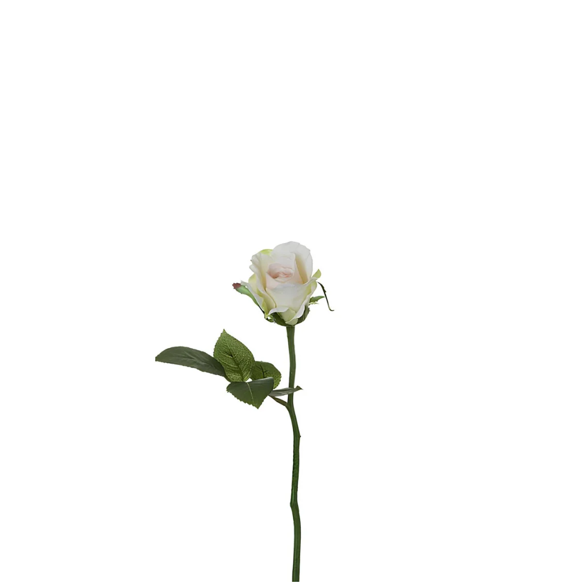 Tige de rose Maria Waterproof fermée - Image 11