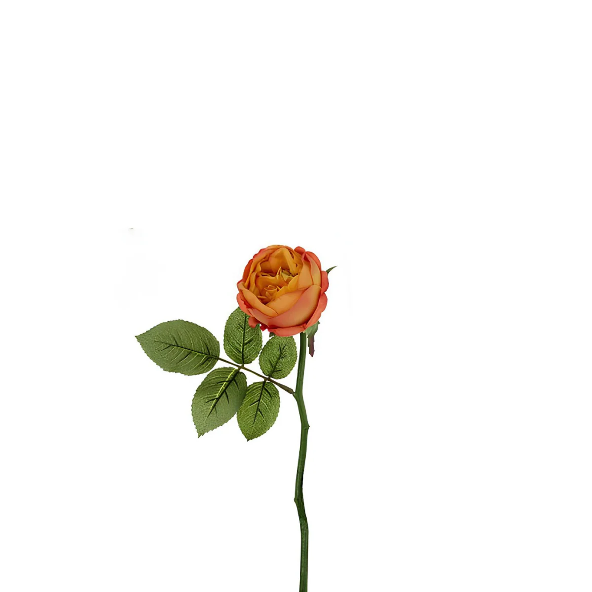 Tige de rose Maria Waterproof fermée - Image 12