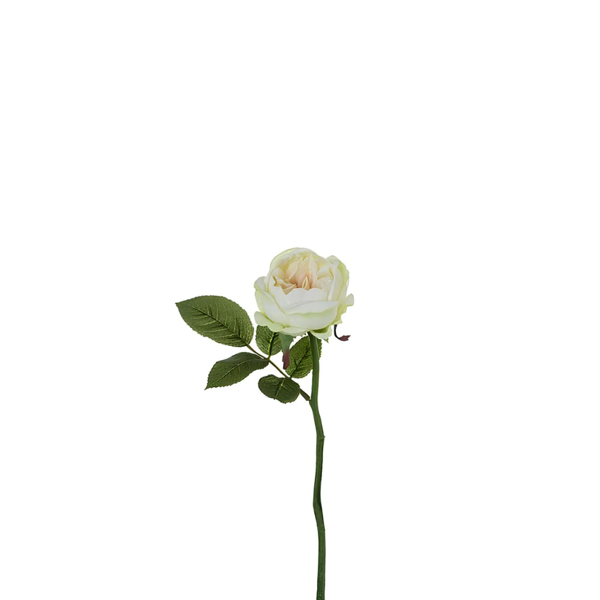 Tige de rose Maria Waterproof ouverte - Image 10