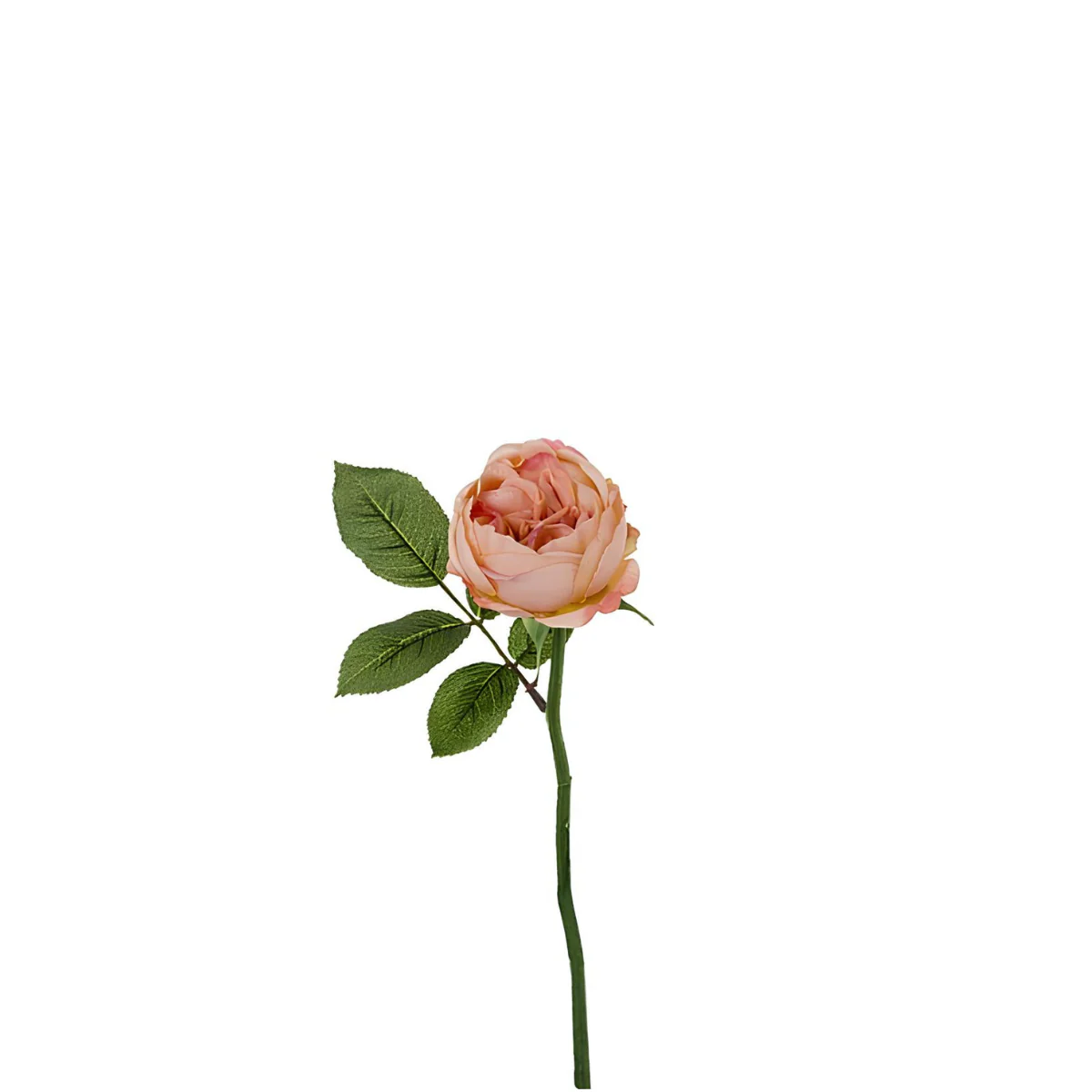Tige de rose Maria Waterproof ouverte - Image 12