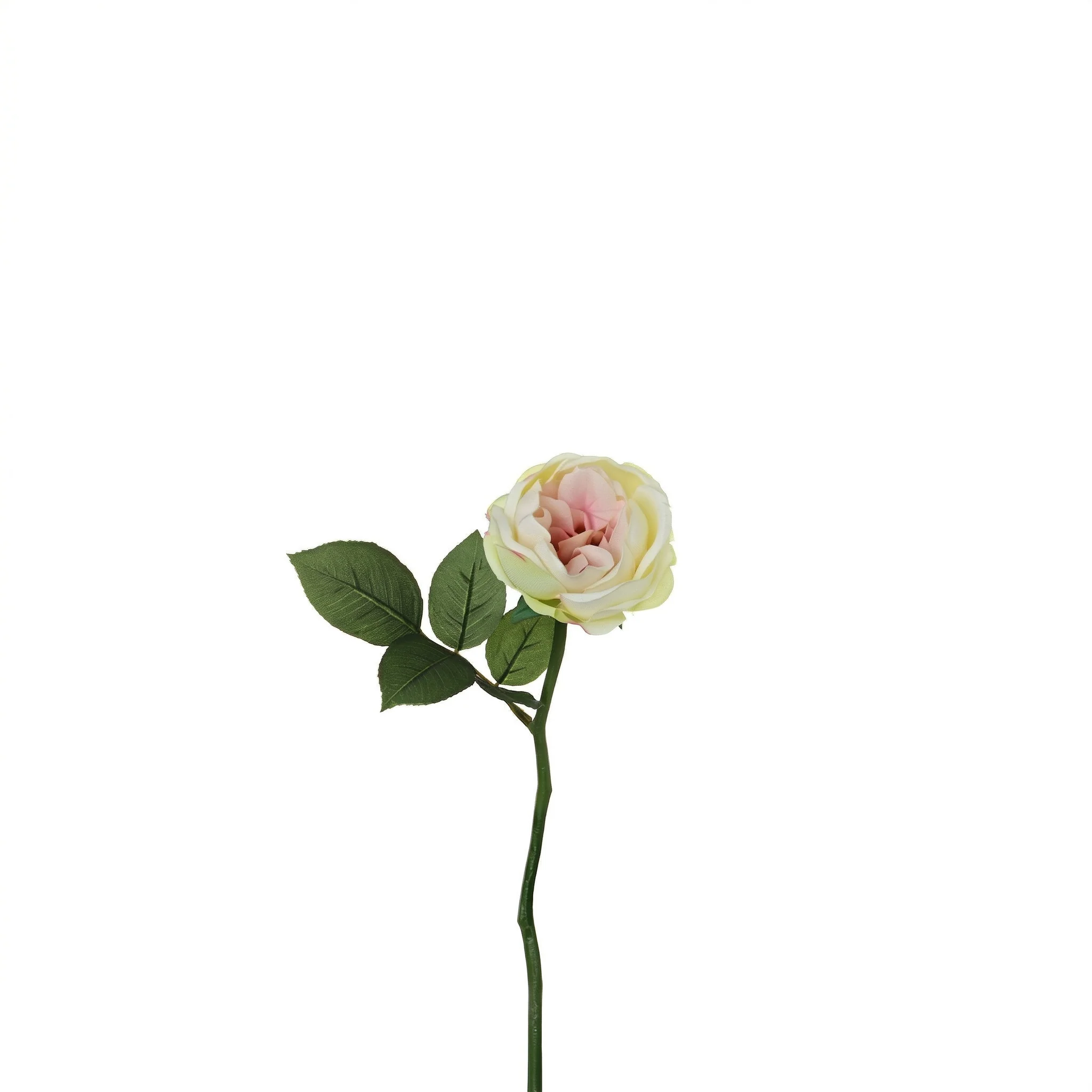 Tige de rose Maria Waterproof ouverte - Image 4
